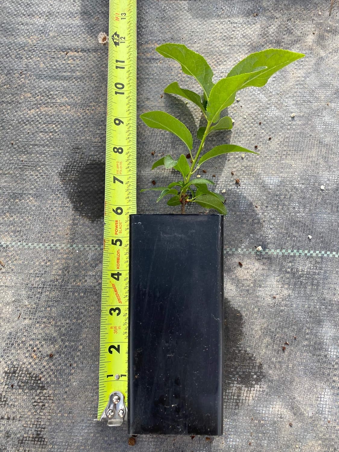 Prunus Virginiana (Chokecherry) (3 Pack (5"))