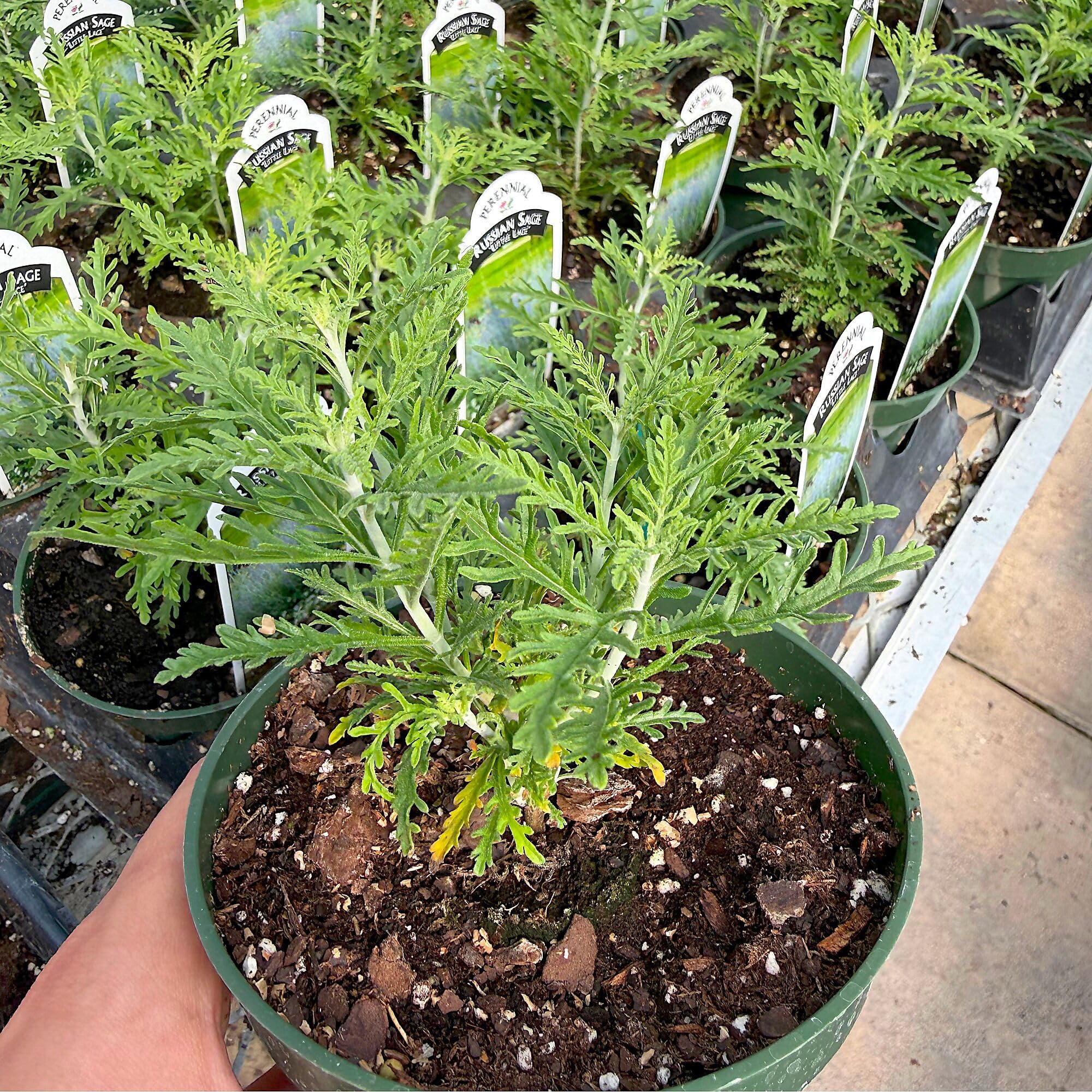 Amazon.com : Perovskia Little Lace, Russian Sage, Flowering Plant,  Cloud-Like Lavender Blooms on Silvery Foliage in the Form of a  Drought-Tolerant Plant, Container Size: 4.5" : Patio, Lawn & Garden