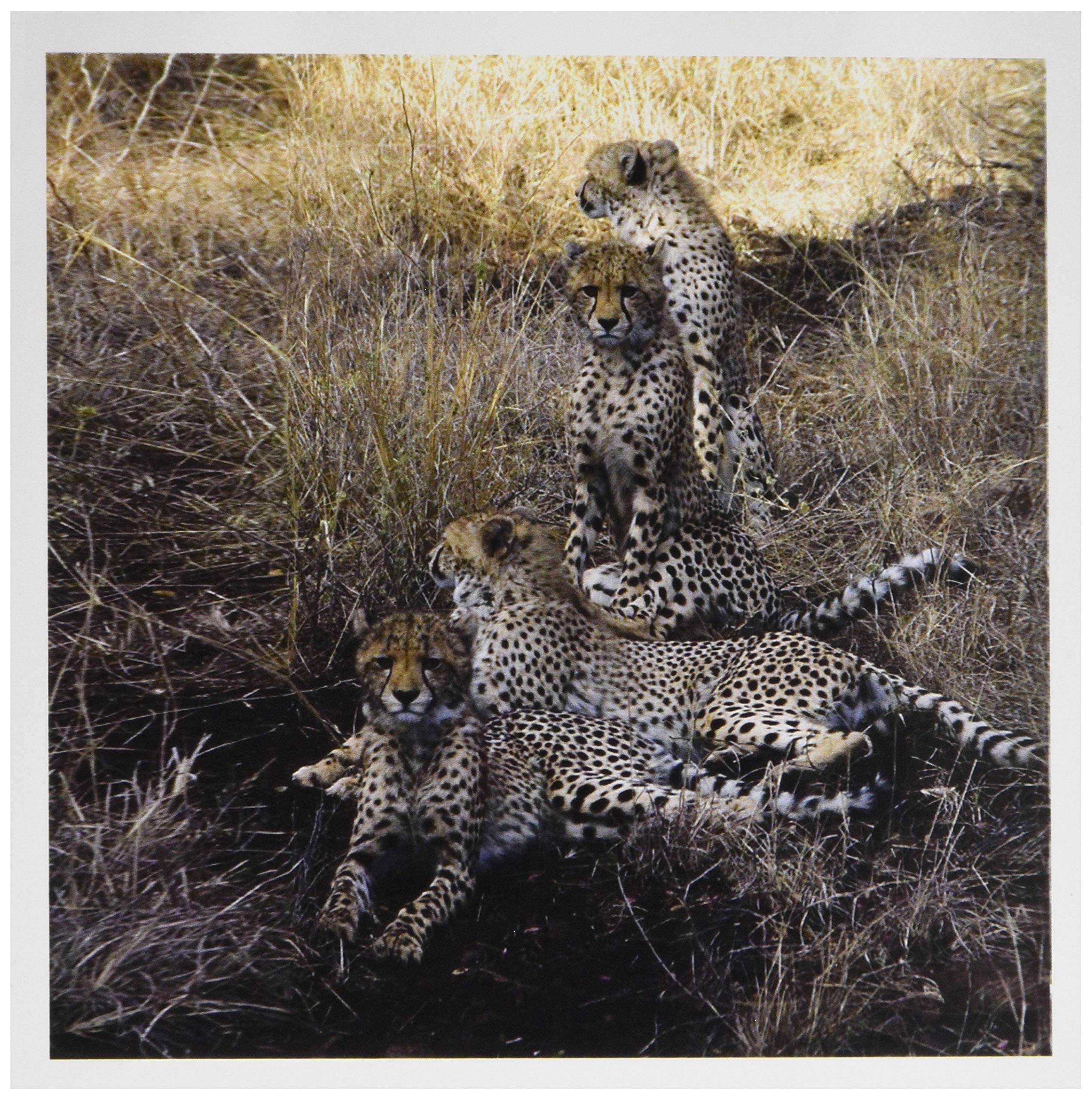 3Drose South African 4 Cheetahs Posing Looking in Both Directions - Greeting Cards, 6 by 6-inches, Set of 12 (gc_20108_2)