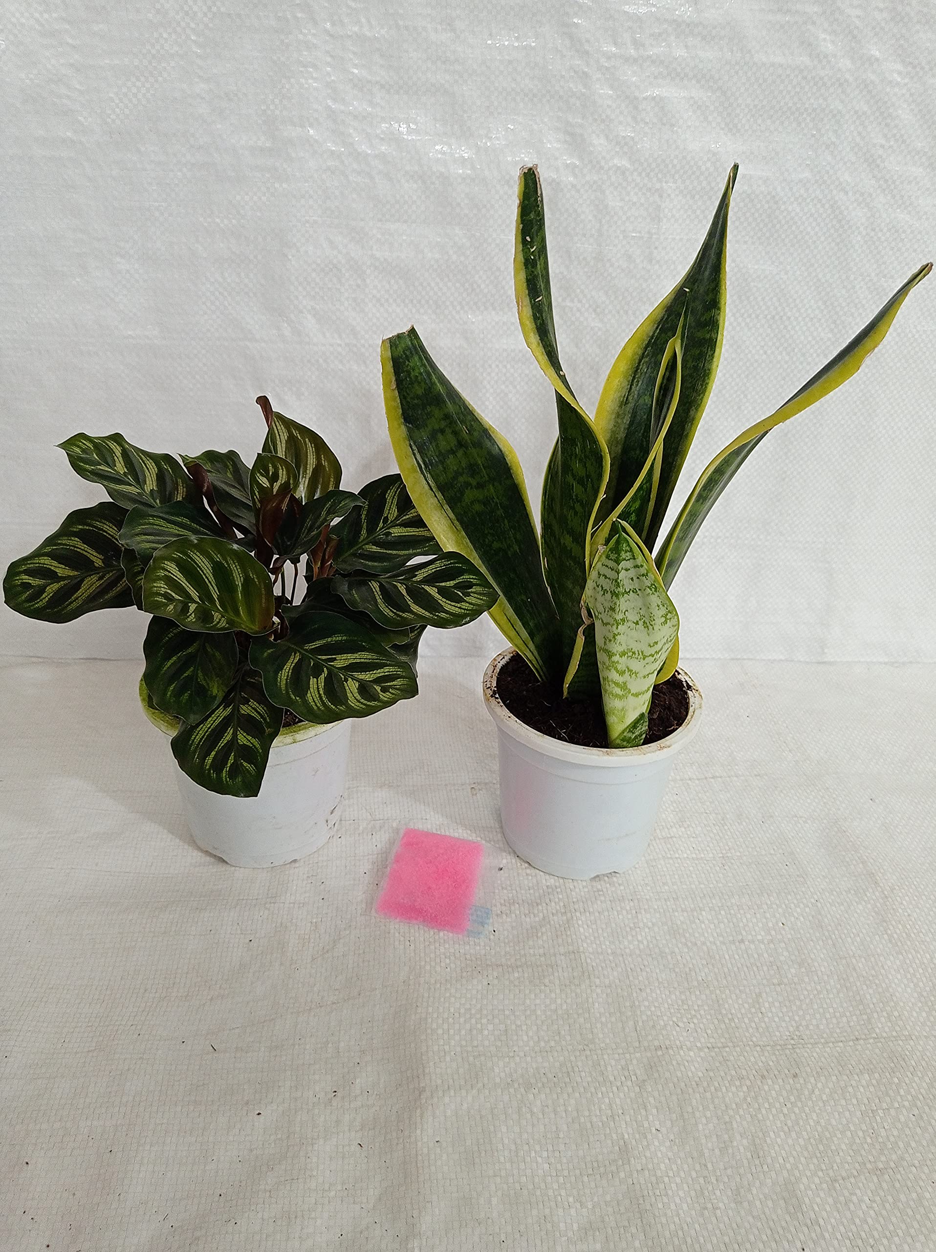 CAPPL Indoor Plants For Home - Rare Foliage Calathea & Snake Plant (Sansevieria)-image-44