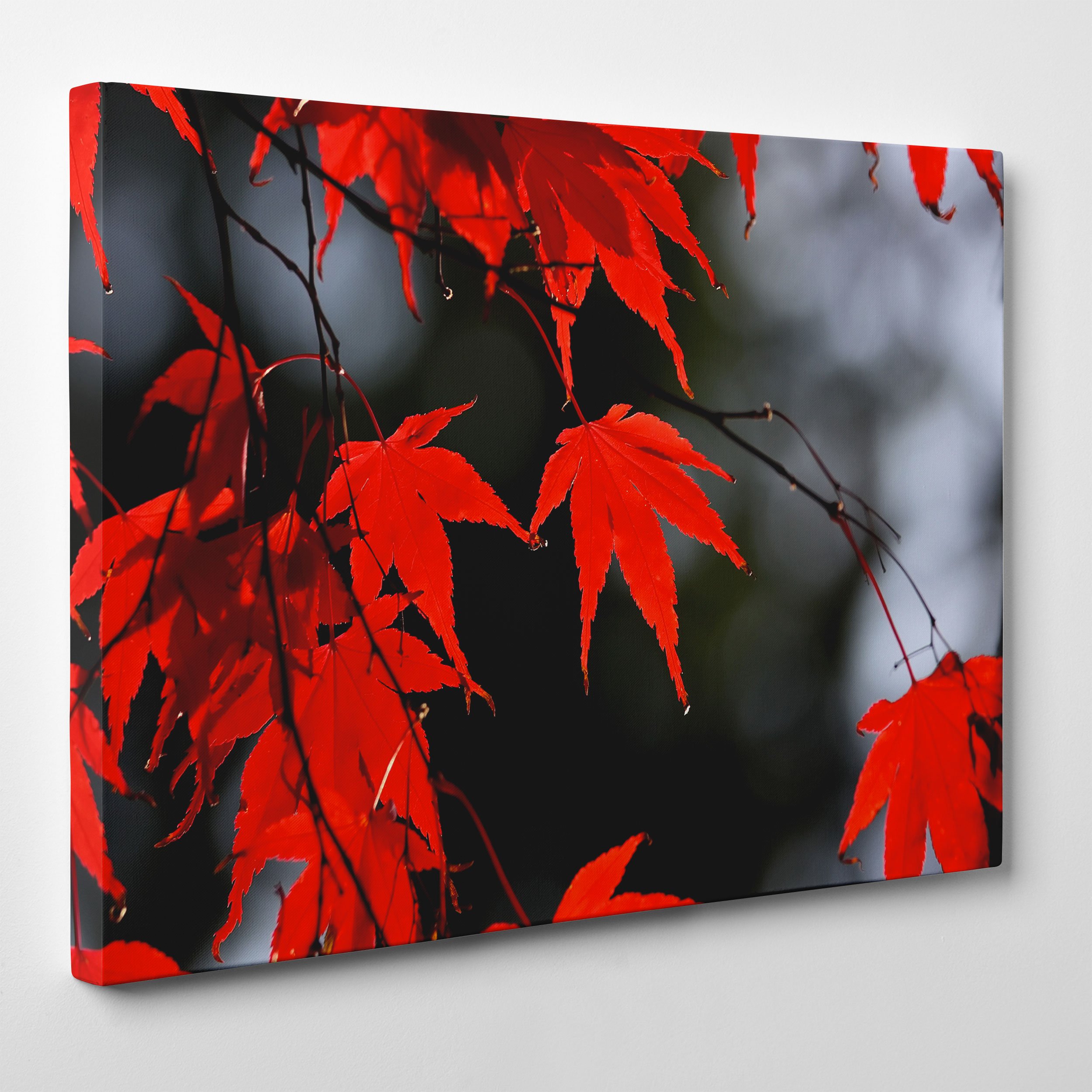 Belle Aquarelle Feuille D'érable Rouge Fête Du Canada Fond Blanc