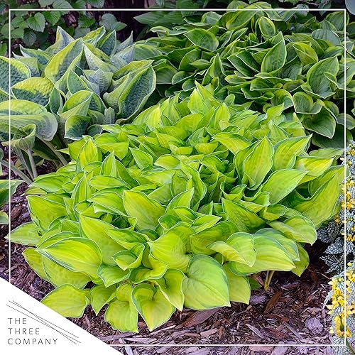 Miniatura 10 de Live Hosta - Variedades surtidas (3 plantas por paquete), planta perenne de sombra floreciente, 10 pulgadas de alto por 6 pulgadas de ancho en