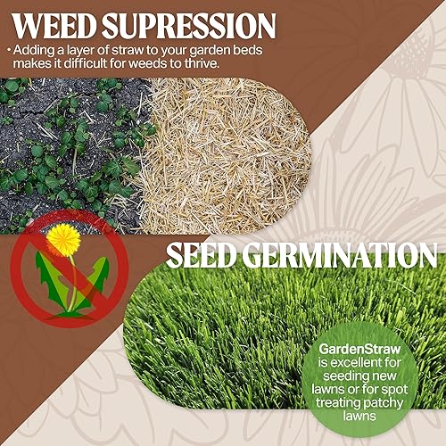 Miniatura 5 de HealthiStraw GardenStraw - Mantillo de paja de jardín sostenible biodegradable totalmente natural para jardines comestibles y semillas de césped,