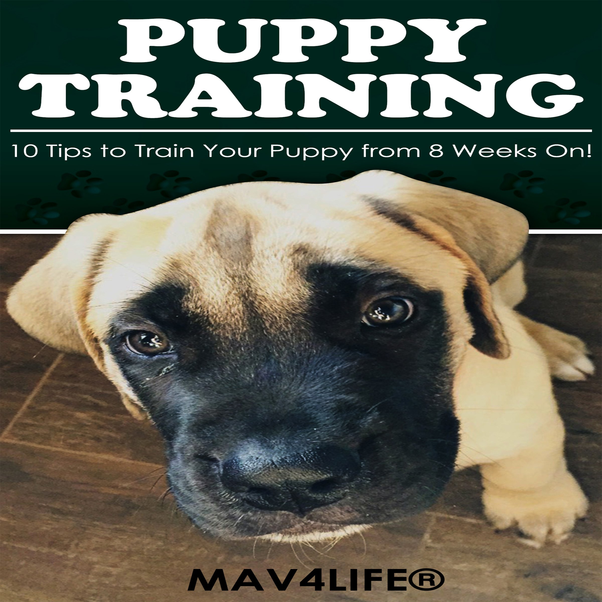 Puppy Training: 10 Tips to Train Your Puppy from 8 Weeks On!
