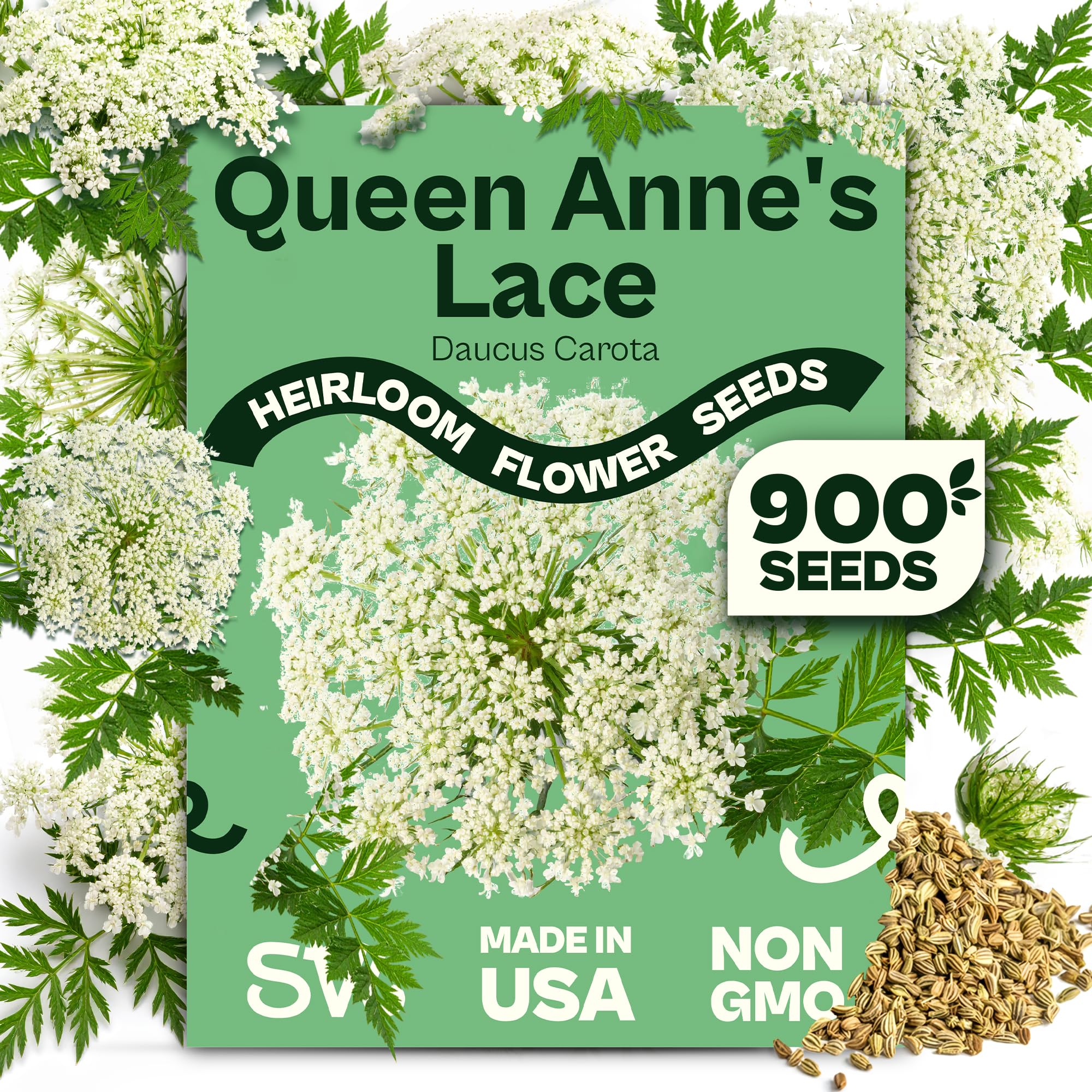 900 Queen Anne's Lace Seeds for Planting, Bishop's Flower Seed Packets (Ammi majus) - Bullwort, Laceflower, Heirloom & Organic Wildflower, False Annes Lace - Wild Flower Seeds to Plant Outside