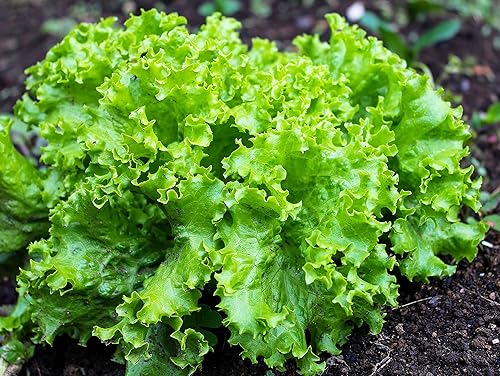 Miniatura 3 de 2000 Grand Rapids Semillas de lechuga para plantar más de 0.14 oz de semillas sin OMG Heirloom Garden Vegetable Survival Baby Greens Bulk