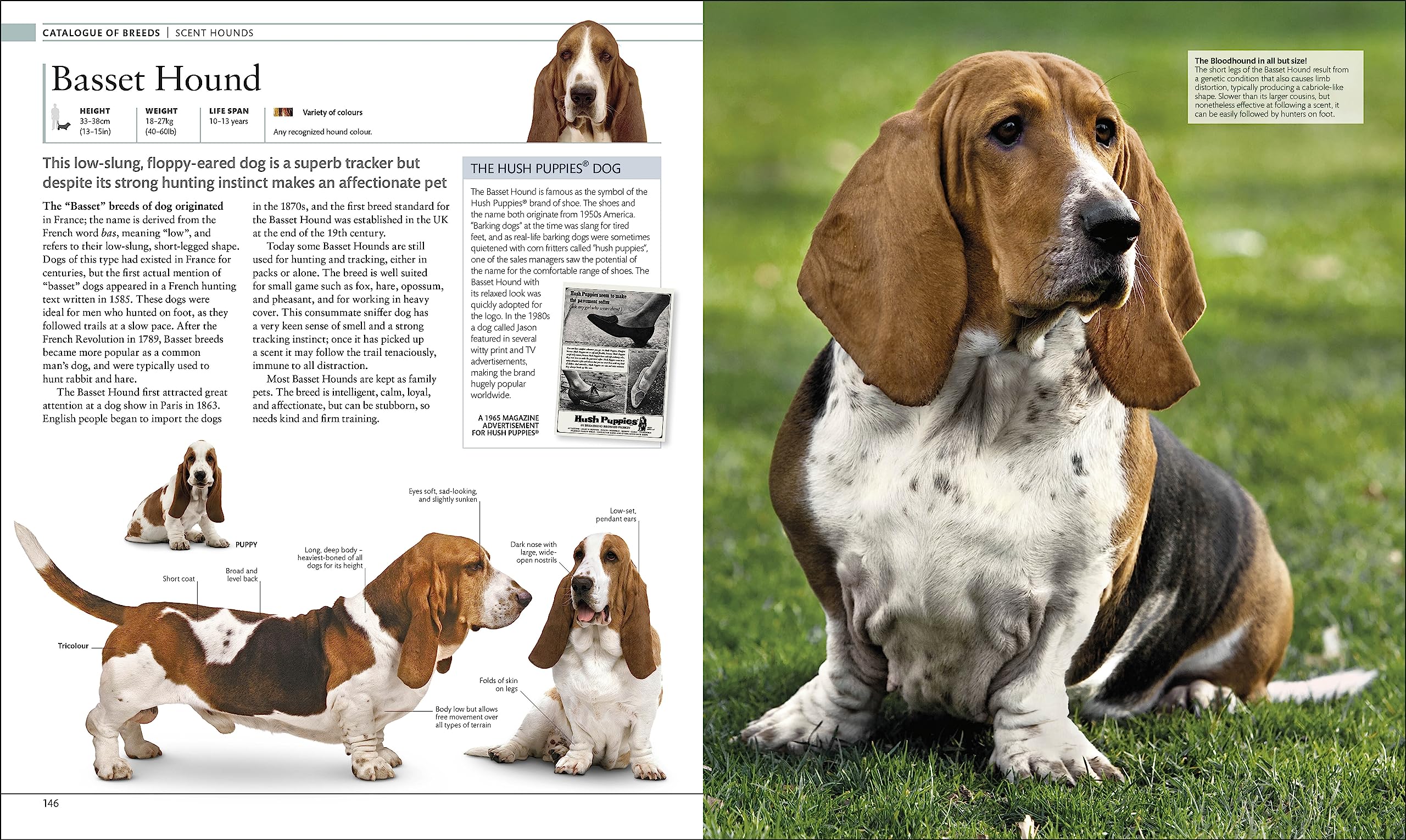 The Dog Encyclopedia: The Definitive Visual Guide