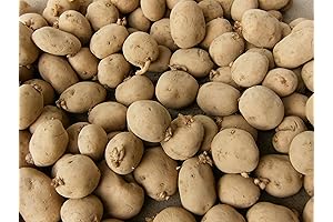 5 Lbs Yukon Gold Tubers Non-GMO Potato Seed