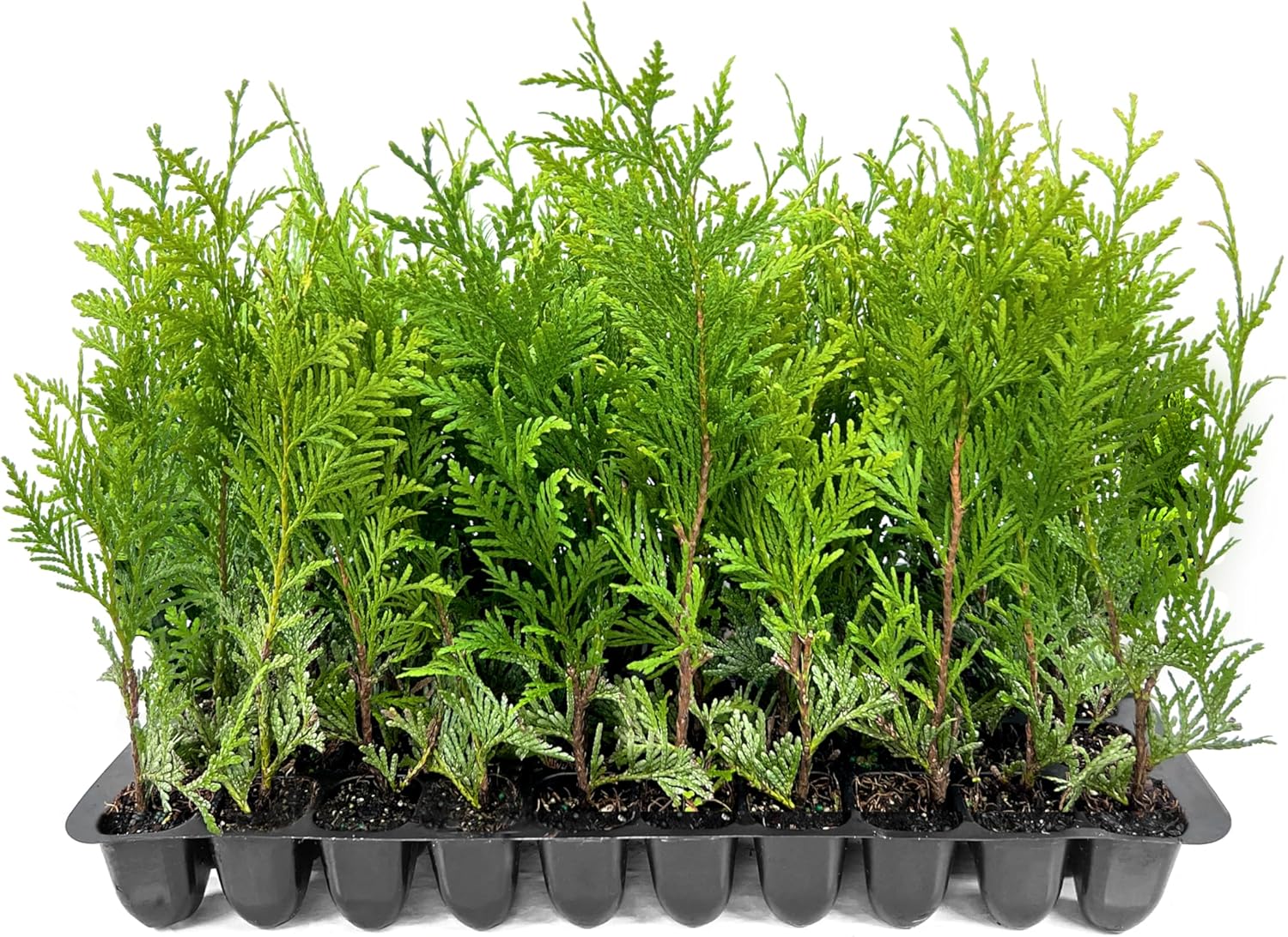 Thuja Green Giant Arborvitae - 3 Live Trees 2" Pot Size - Evergreen Privacy Plants