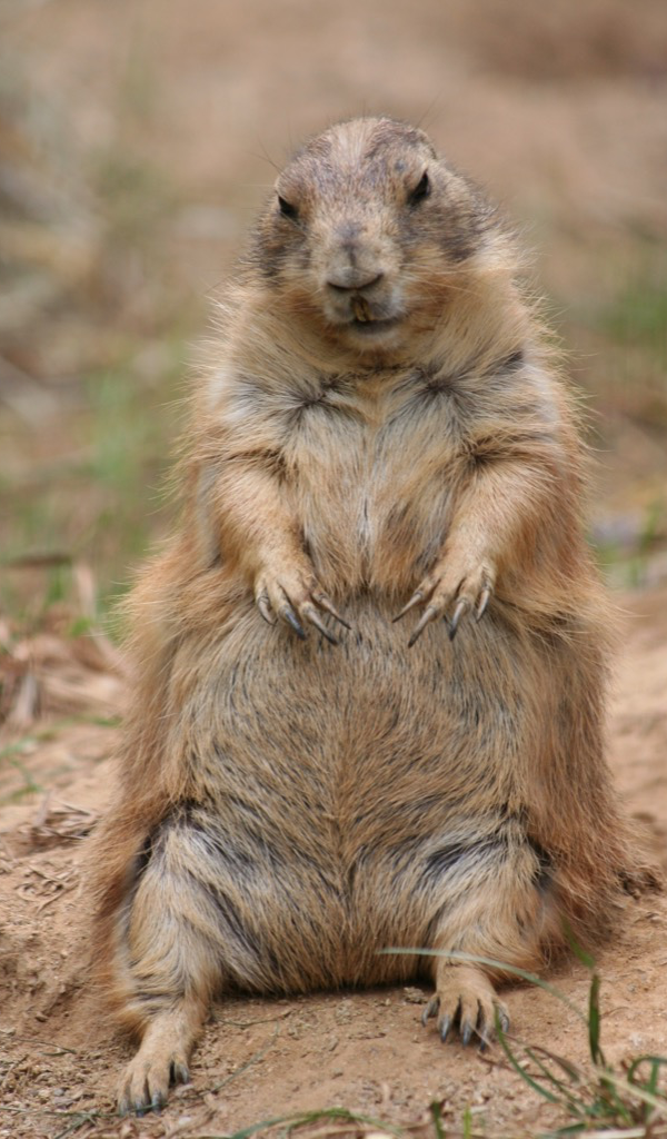 Aplicación Groundhog Wallpaper HD Wallpapers of