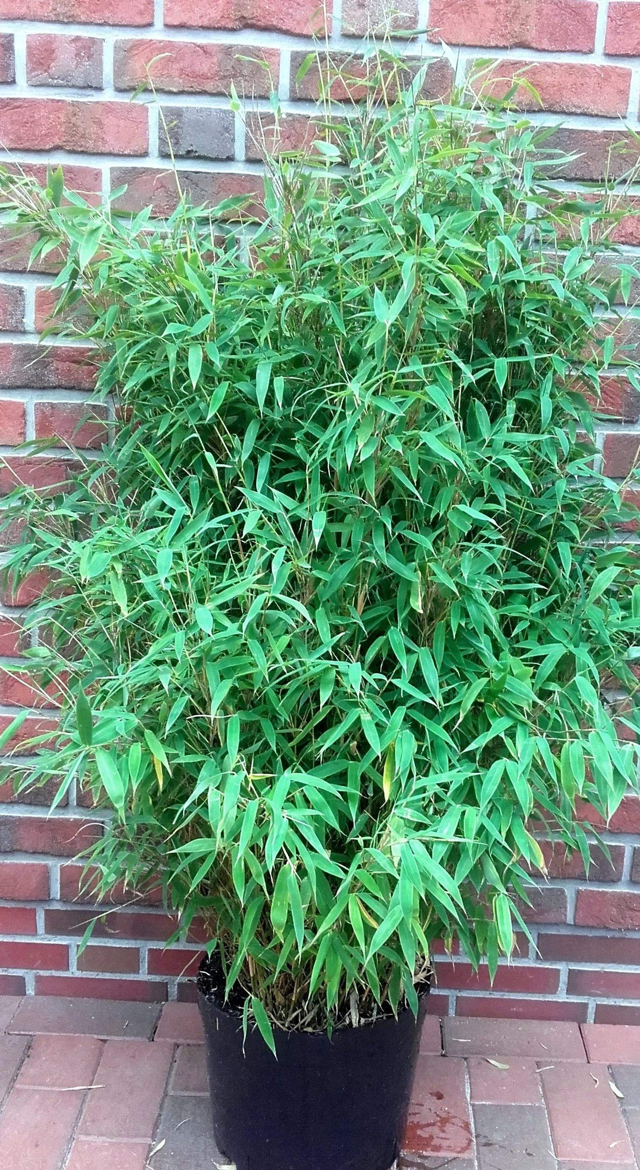 Fargesia Murielae Jumbo Bambus, Hhe: 140-150 cm, Winterhart, Immergrn,  Keine Unterirdischen Auslufer : Amazon.de: Garten