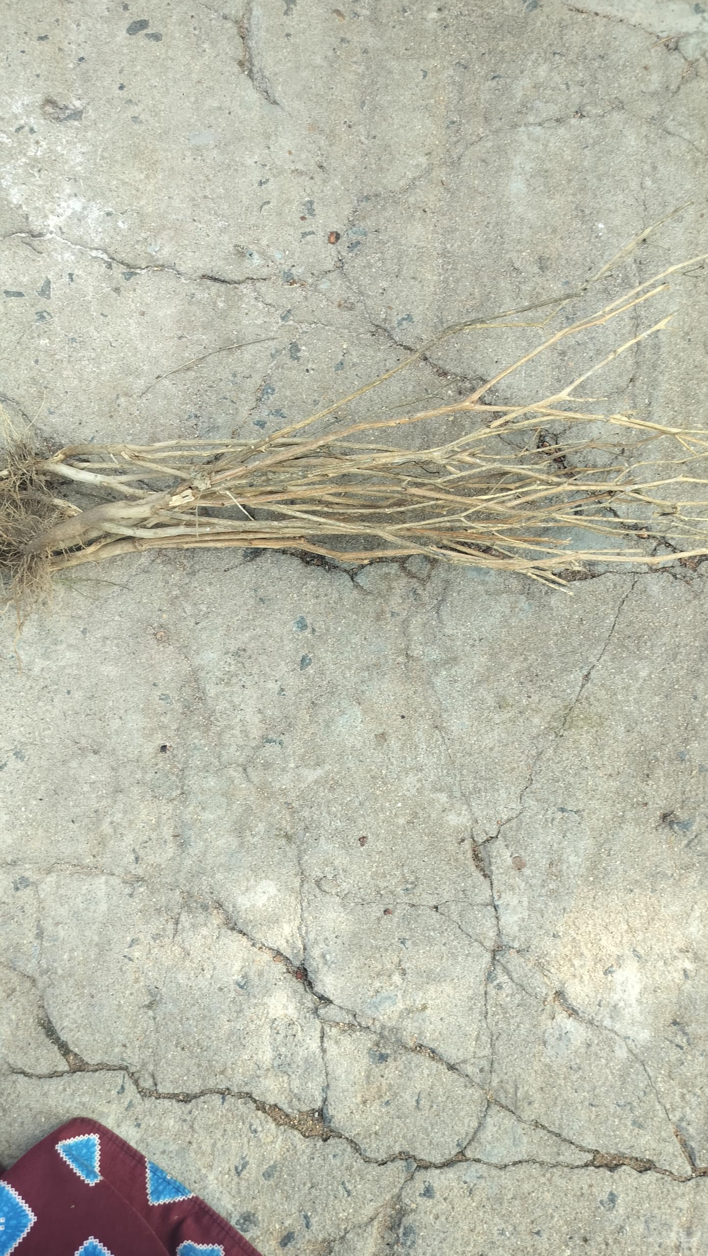 Dried Natural Cattails Dry Plant Bouquet for Decoration | Pack of 5, Wedding Centerpiece, Home & Office Decor, Natural Dry Plant, Table Decoration-image-28
