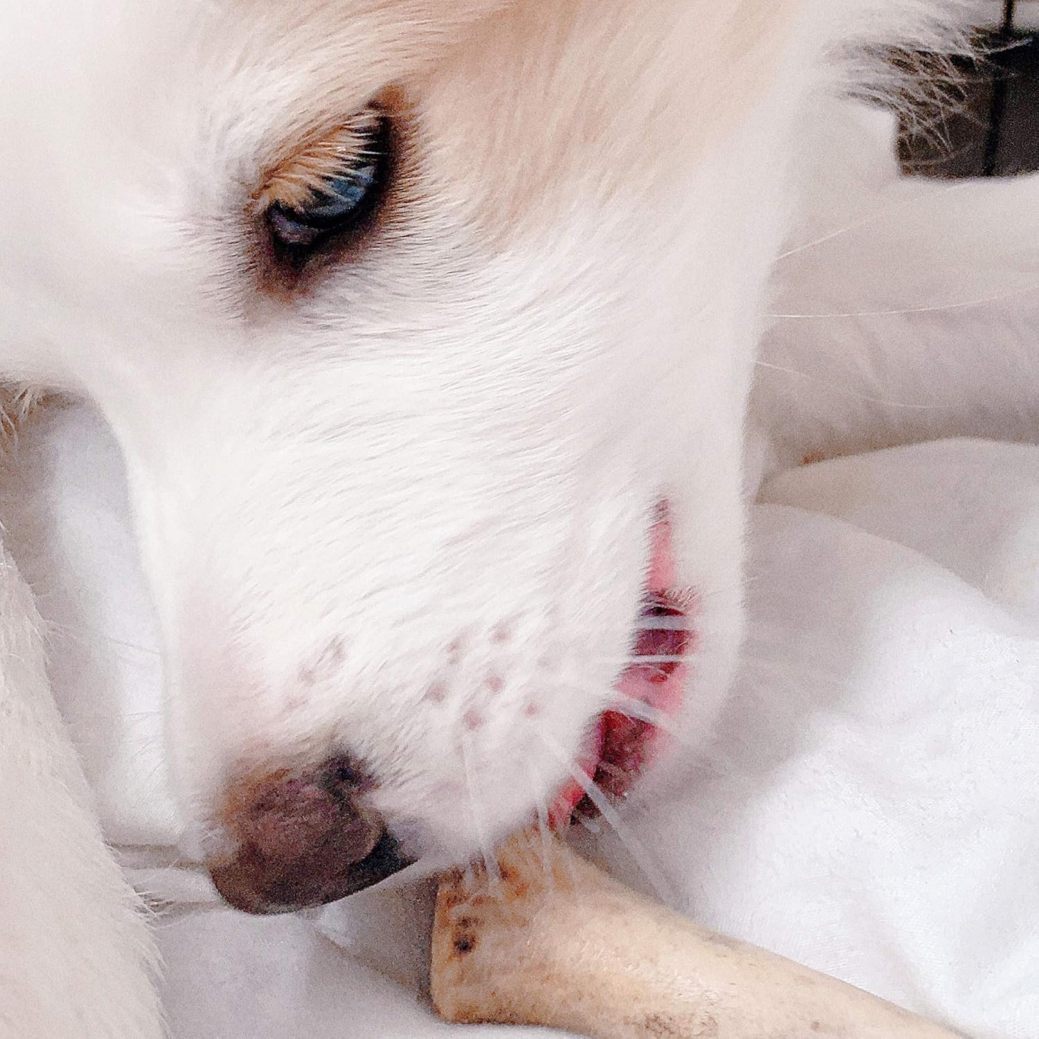 Perfect Pet Chews - Elk Antler Dog Chew - Grade A, All Natural, Organic, and Long Lasting Treats - Made from Naturally Shed Antlers in The USA (A. Mini - Dog Weight Less Than 10 Lbs. 5 - Pack)