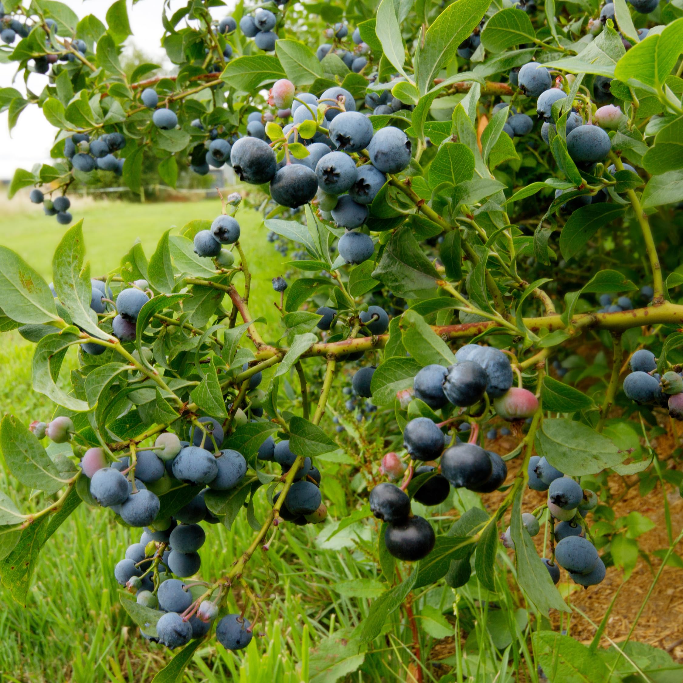 Plant in a Box - Myrtille - Set de 6 - Vaccinium corymbosum - Airelle à gros fruits - Pot 9cm - Hauteur 25-40cm