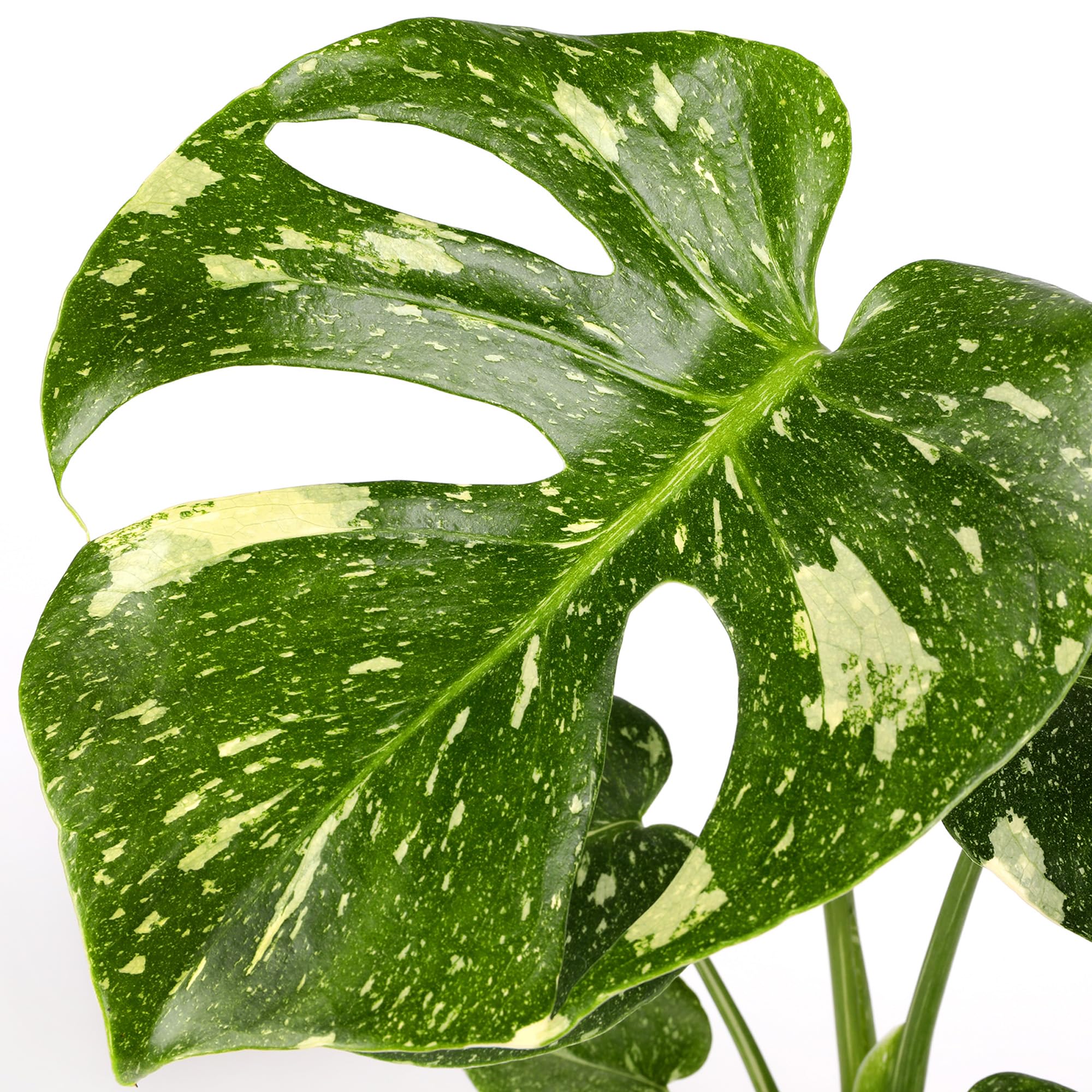 Amazon.com : Wild Interiors Thai Constellation Green and Cream Monstera  Live Plants in 5 Grower Pot : Patio, Lawn & Garden