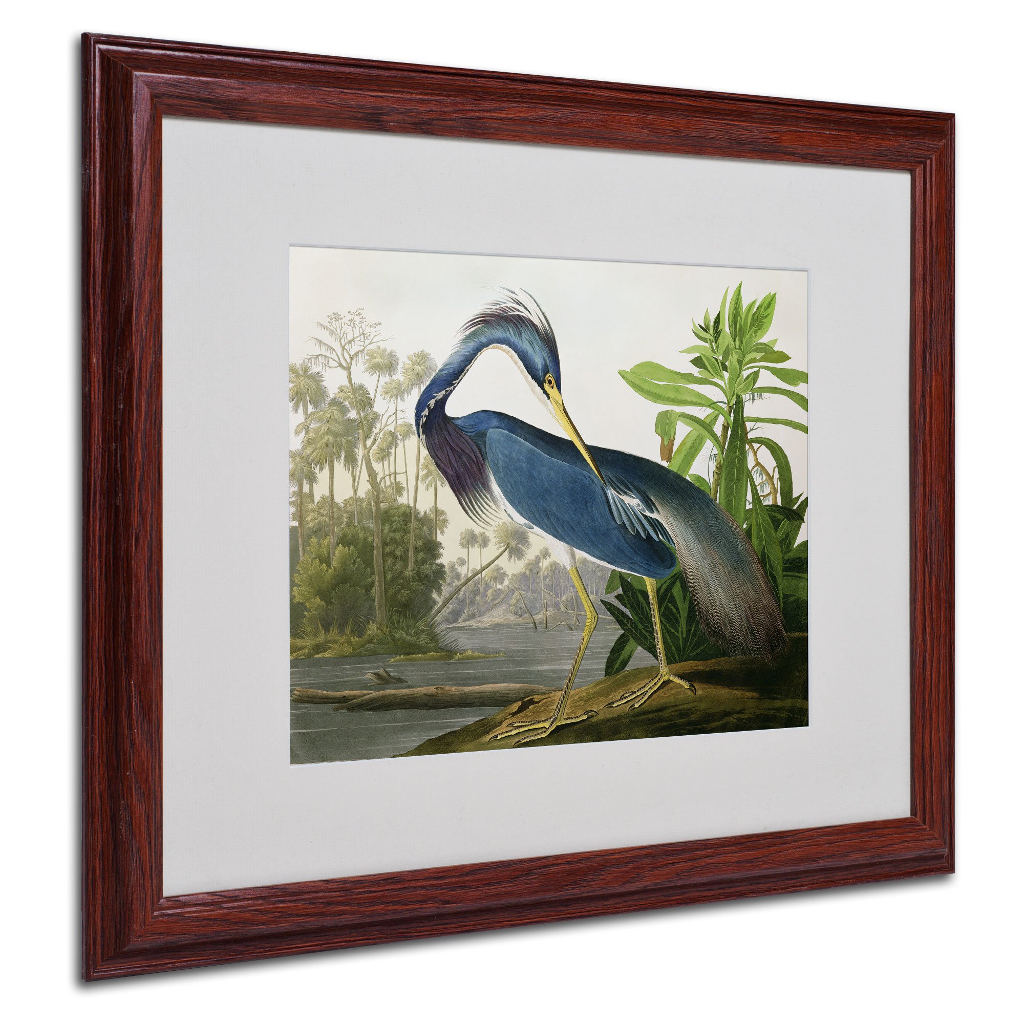 Framed Wall Art - John James Audubon Louisiana Heron Wall Decor with Matted Frame by Trademark Fine Art