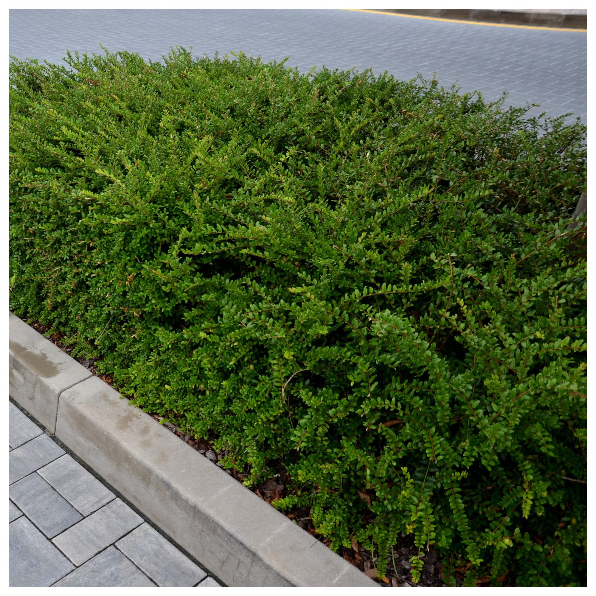 10 Lonicera Nitida Hedging Box Honeysuckle Tree Plants 40 60cm | Desertcart  Aruba