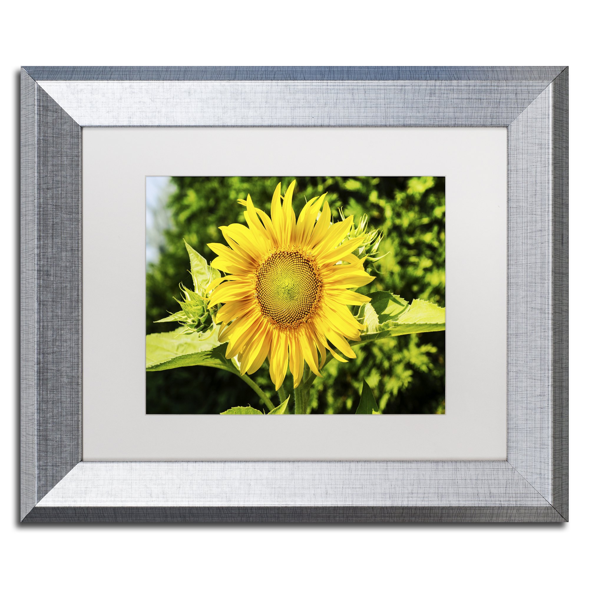 sunflower様 Amazon.com: Trademark Fine Art KS01194-S1114MF Just a Sunflower by