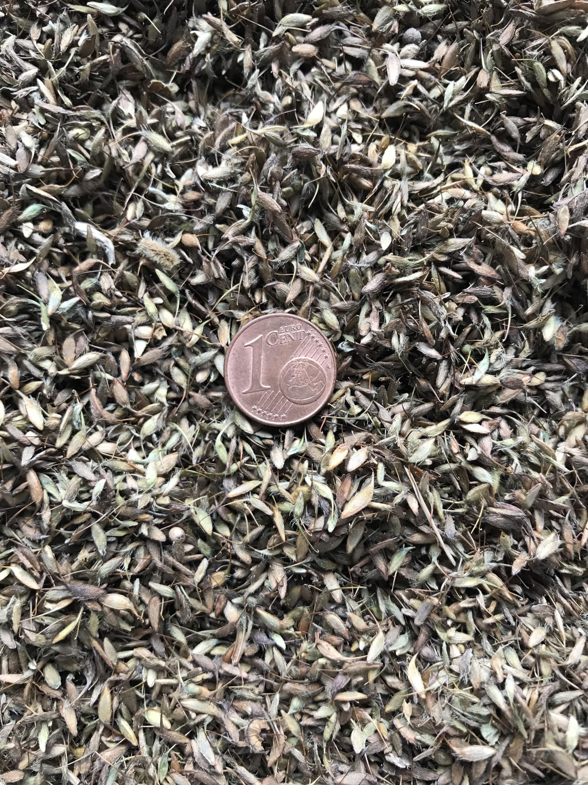 Echte Nelkenwurz (Geum urbanum) Samen. Heil- & Gewürzpflanze (20000 Samen = 44,0g)