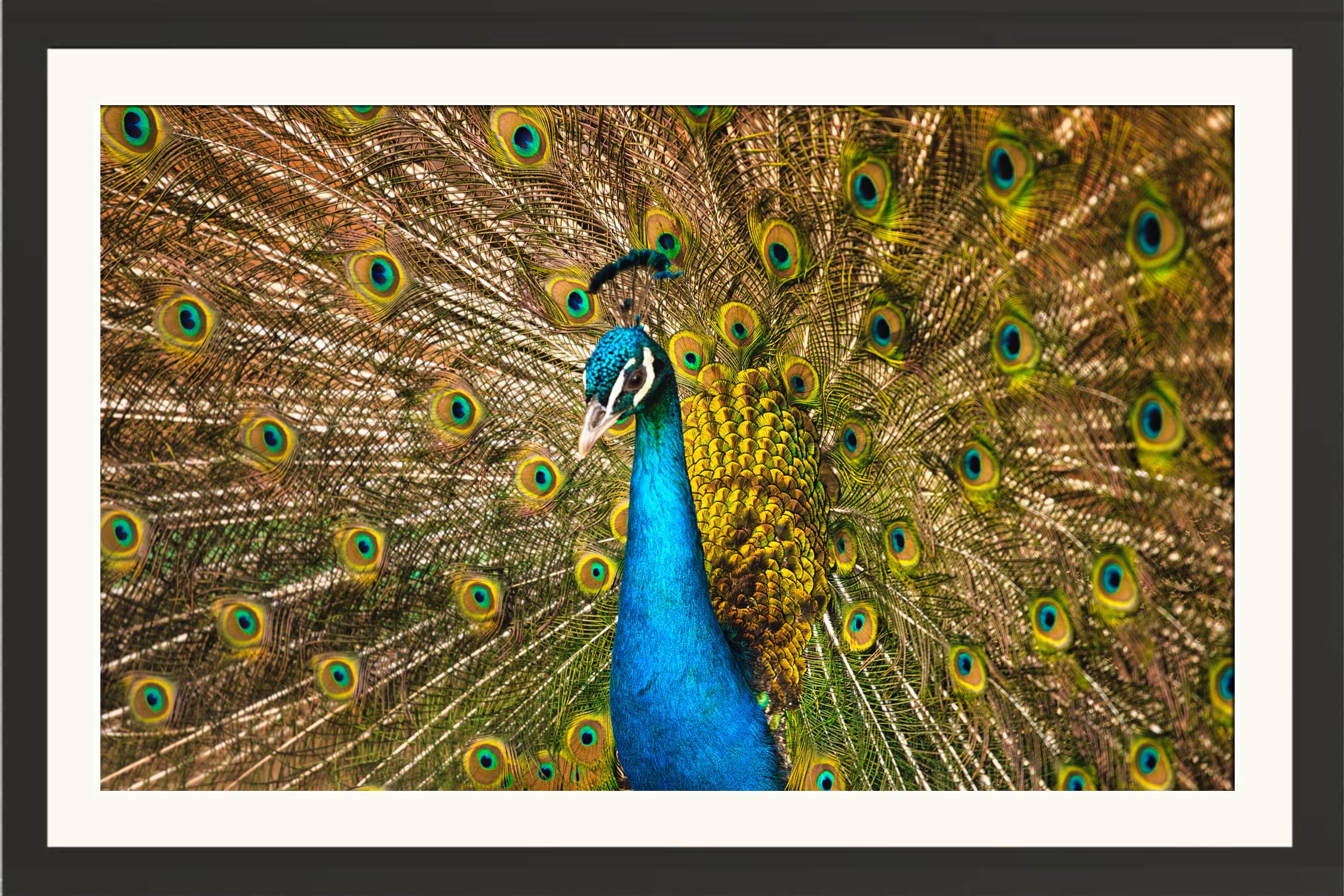 STUDIO AVINASH Peacock Dancing Wall Hanging Framed Photo Without Glass For Home Decor, Office, Living Drawing and Bed Rooms (13 X 18 Inch)