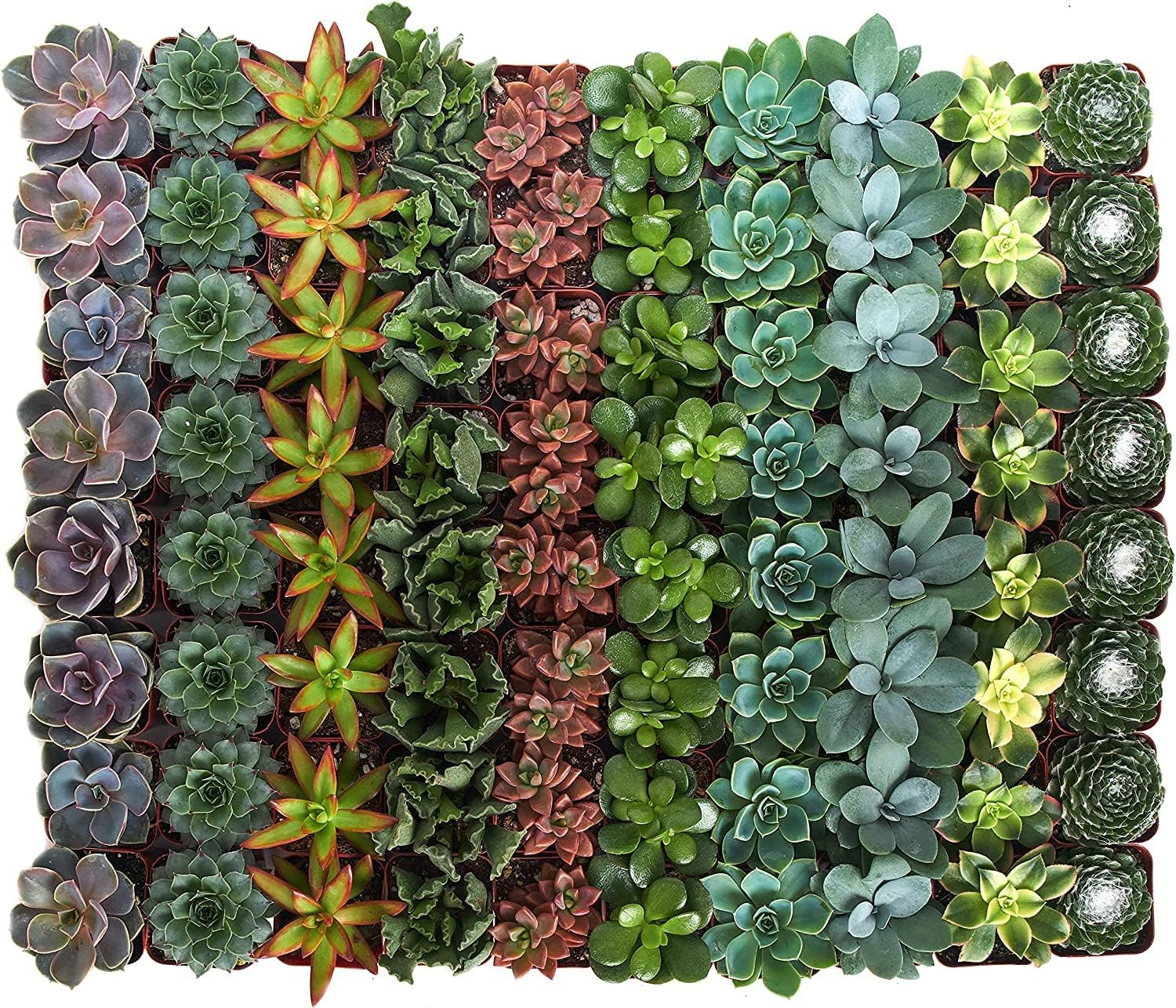 Shop Succulents | Unique Assorted Collection of Live Succulent Plants, Hand Selected, Fully Rooted Variety Pack of Mini Succulents | Live Indoor Succulents, 64-Pack C : Everything Else