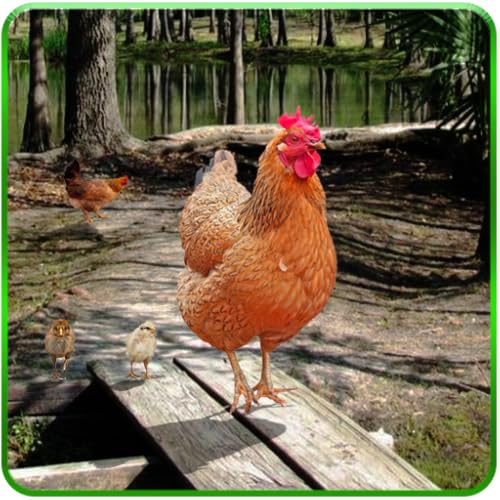 Hen Family Simulator