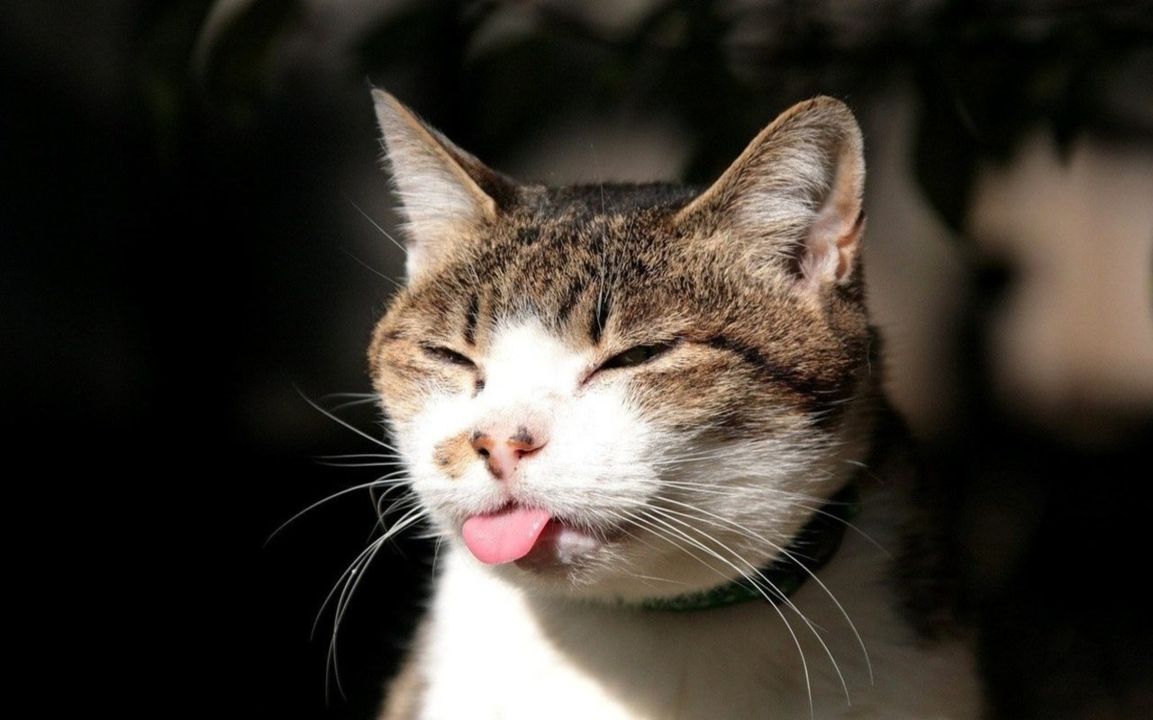 Funny Cats - App on Amazon Appstore