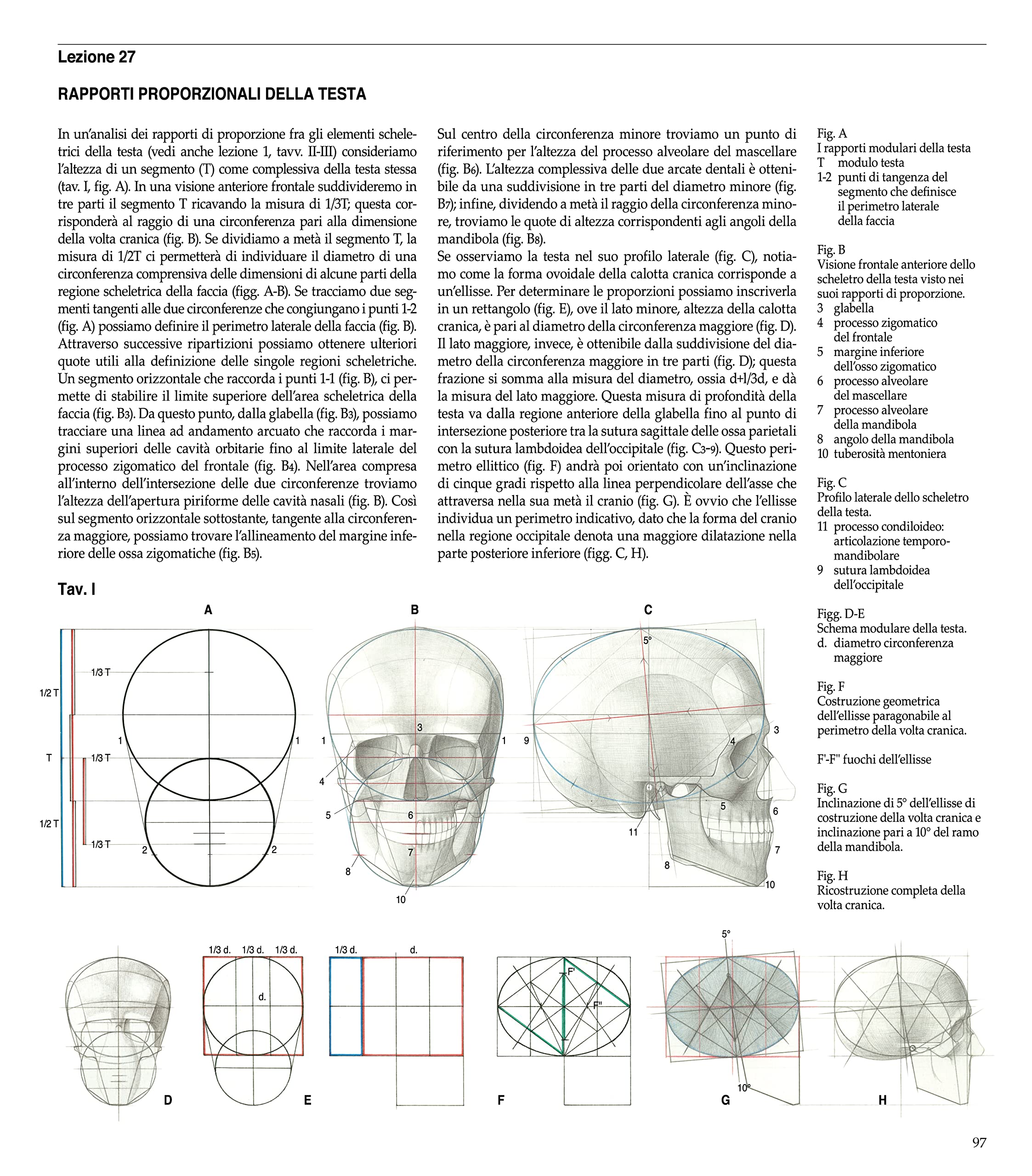 Struttura uomo. Manuale di anatomia artistica
