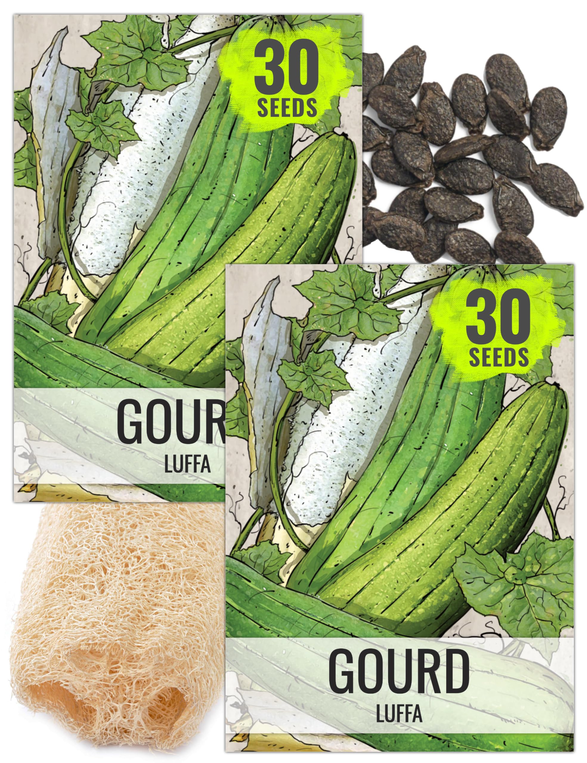 Seed Needs Vegetable Seeds for Planting Luffa Sponge Gourds - Non-GMO Heirloom & Untreated Loofah Veggie Seed to Plant a Home Grown Outdoor Garden (2 Packs)