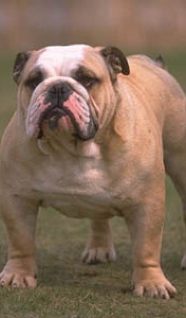 Bulldog Wallpaper &ndash; HD Wallpapers of Bulldogs! - App on Amazon Appstore