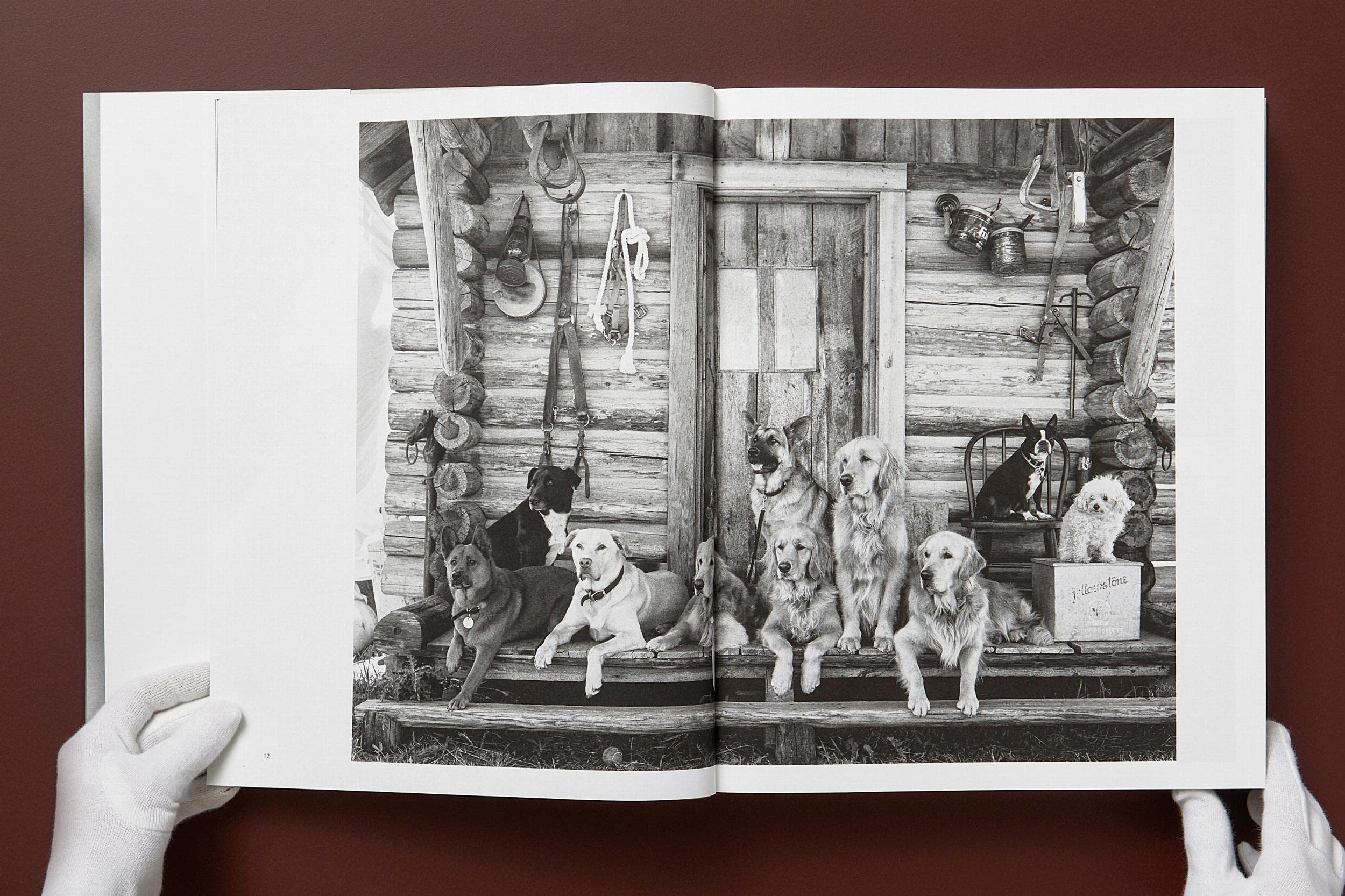 Bruce Weber: The Golden Retriever Photographic Society