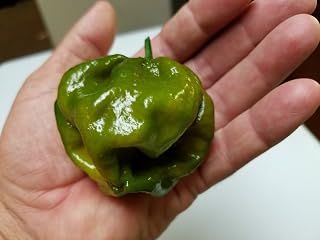 7 Pot Evergreen Hot Pepper 10+ Seeds