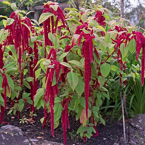 Miniatura 3 de Outsidepride Amaranthus Love Lies Bleeding Red Garden Flower Landscaping Plants - 10000 Semillas