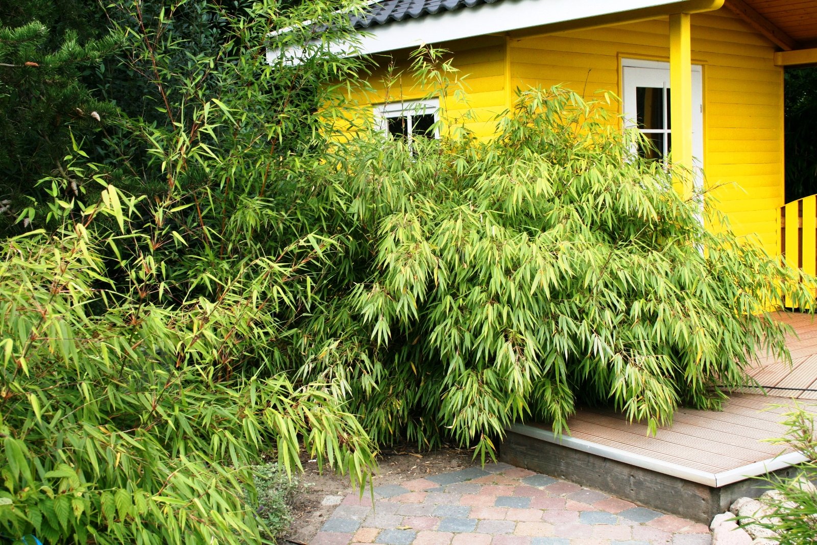 Bambus Fargesia rufa winterhart, horstig und schnell-wachsend, ideal als  Sichtschutz 80-100 cm hoch : Amazon.de: Garten