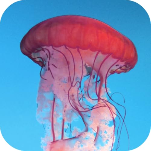 Top 10  jellyfish wallpapers  In 2022