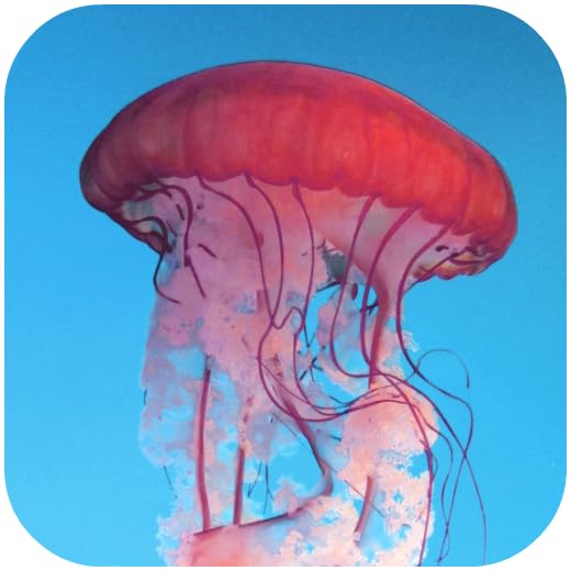 Jellyfish Wallpapers
