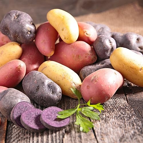 Patatas de semillas de colores mixtos para plantar al aire libre, papas tradicionales de 2 libras, reliquia fácil de plantar