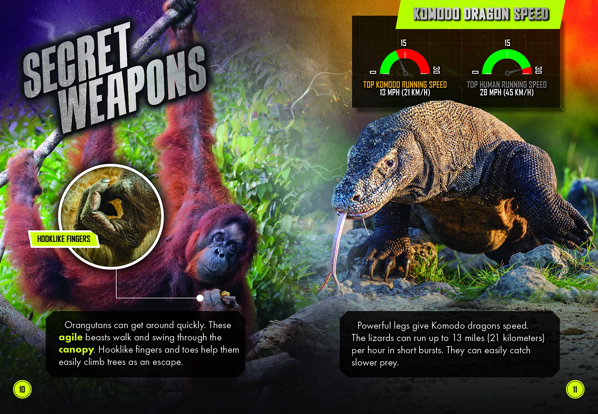 Komodo Dragon Vs. Orangutan