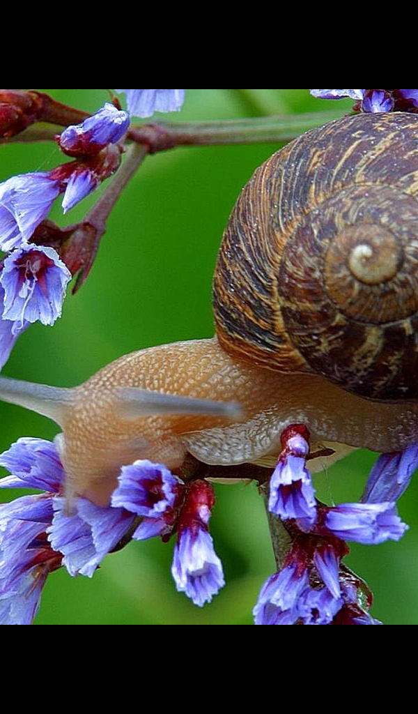 cute snail Wallpaper HD Wallpapers of cute snails! App on Amazon