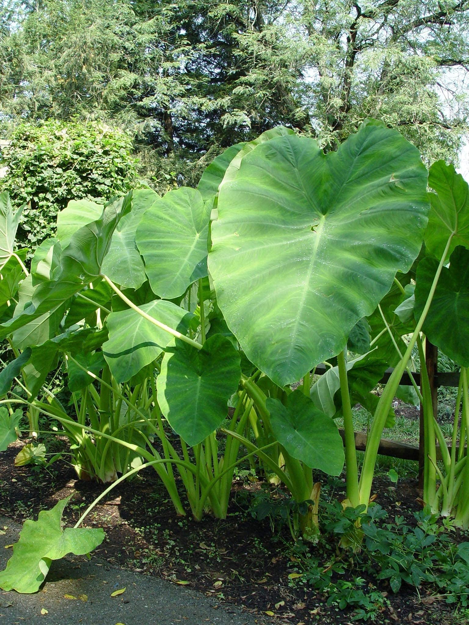 UGANIO PLANT Elephant Ear Colocasia Esculenta Taro Live Plant - 1 Healthy Live Plant (B09BD71296) Amazon Price History, Amazon Price Tracker