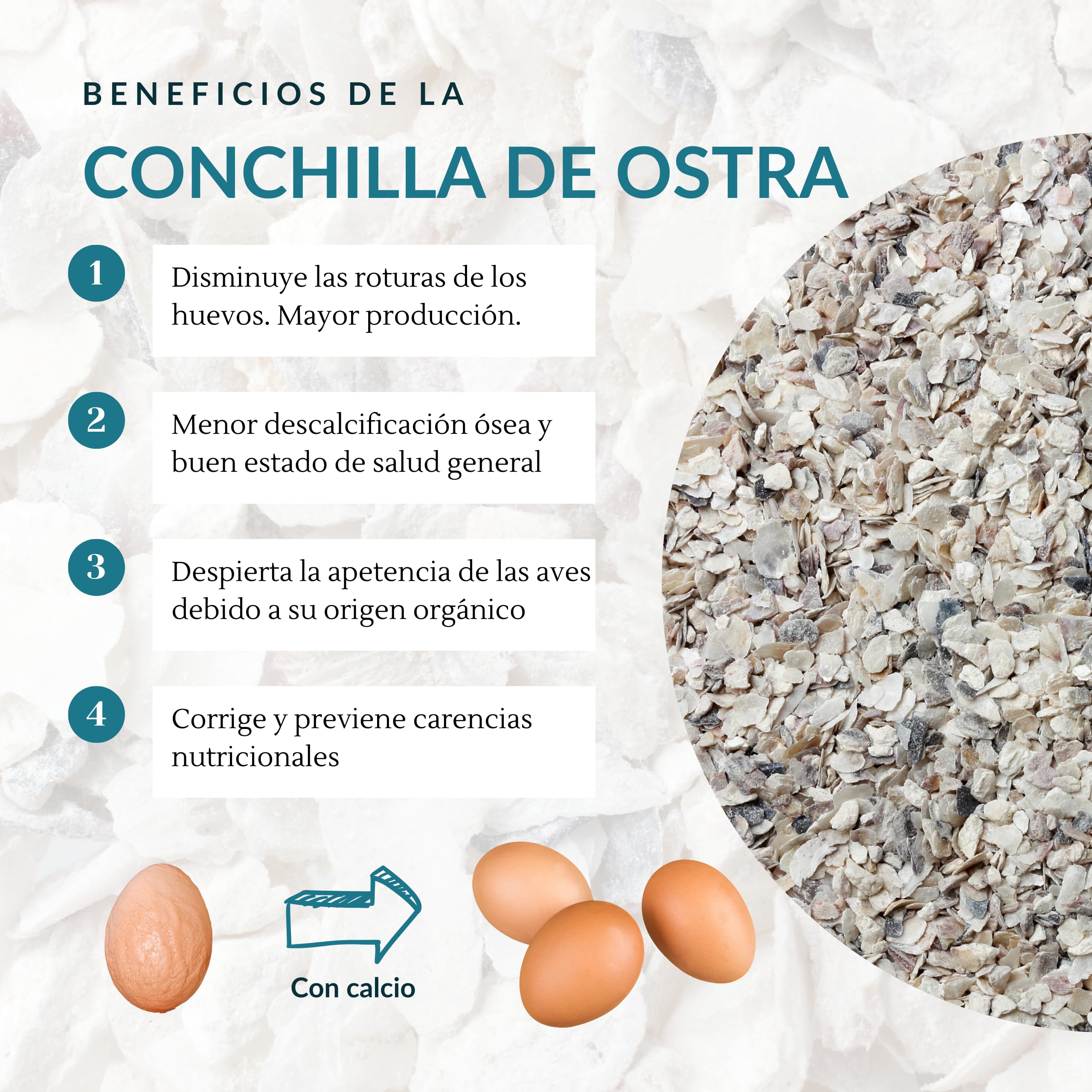 ConchaVital 6kg - Calcio para Gallinas Ponedoras y Otras Aves - Conchilla de Ostra - Pienso +12 Minerales - Mejora Calidad del Huevo, Corrige Carencias Nutricionales y Mejora Productividad