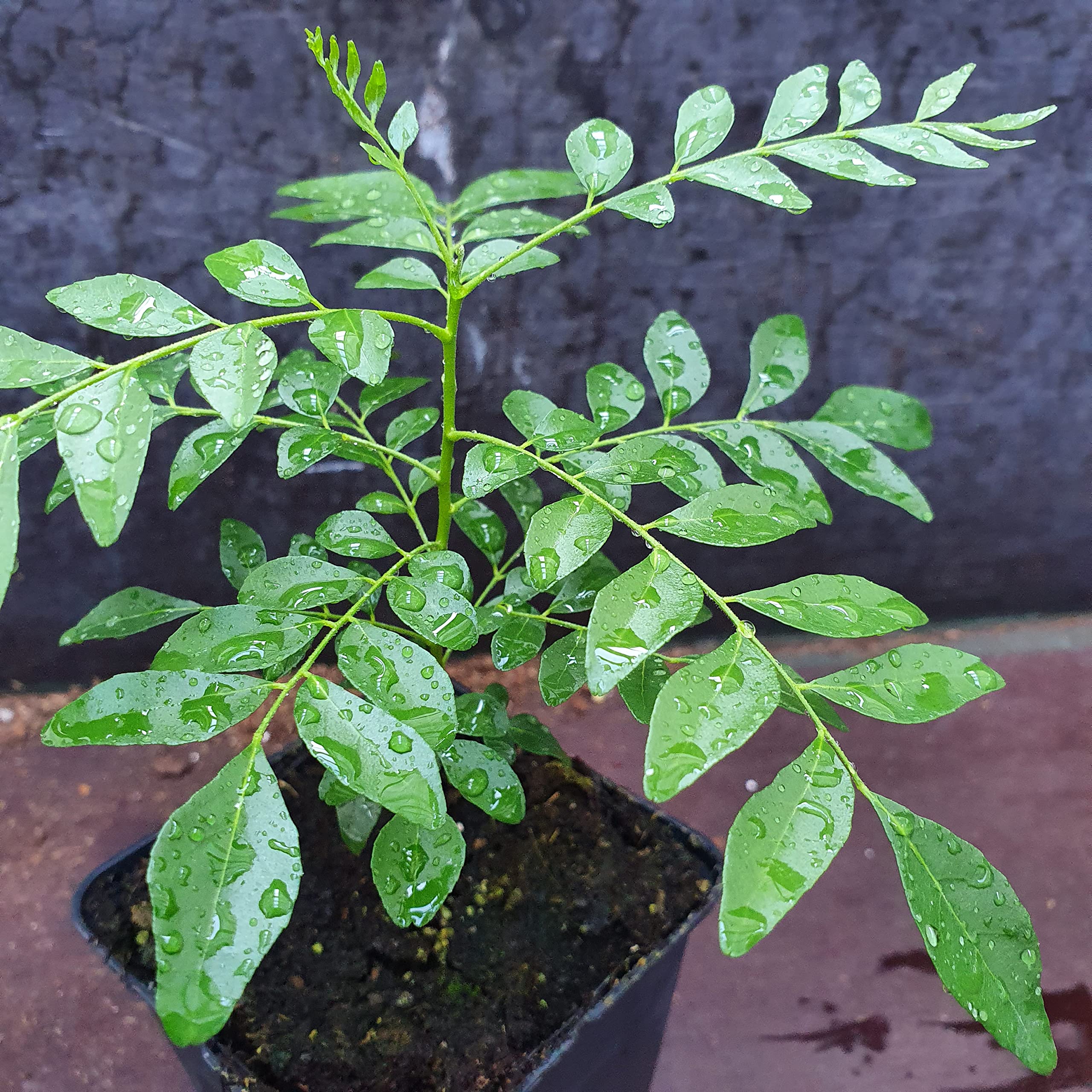 1 Arbre á curry | Murraya Koenigii | Cultivé à partir de graines | Plante de l'intérieur de l'Inde et du Sri Lanka | 10-15cm d'altura en maceta de 7cm | Caloupilé | Bergera Koenigii