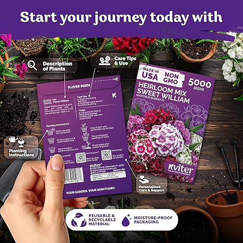 Miniatura 2 de KVITER 5000 semillas mix de Clavel del poeta para plantar (Dianthus barbatus)  Semilla orgánica y de herencia, flores con aroma a clavo, tolerantes