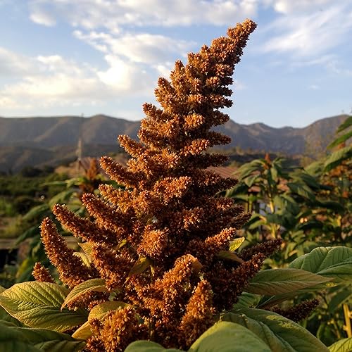 Miniatura 7 de Red Callaloo - Semillas de amaranto  Paquete de 600 semillas de verduras certificadas orgánicas, sin OMG, polinizadas abiertas, sin tratar, para