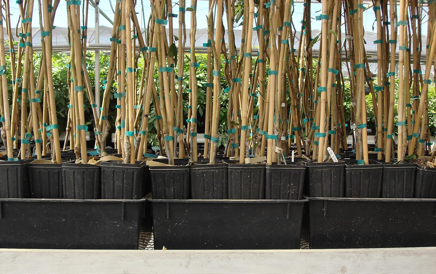 Stuewe & Sons – Mini Treepot Growing Kit - TP49 – 4” x 9.5” Pots with 6” Deep Holding Trays – 2 Pack