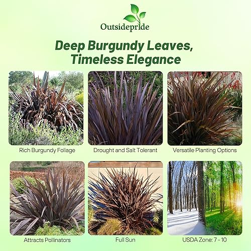 Outsidepride Phormium Purpureum - Plantas de follaje de lino de Nueva Zelanda - 200 semillas