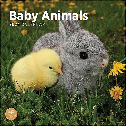 Bright Day - Calendario mensual de pared 2024 de animales bebés, 12 x 12 pulgadas