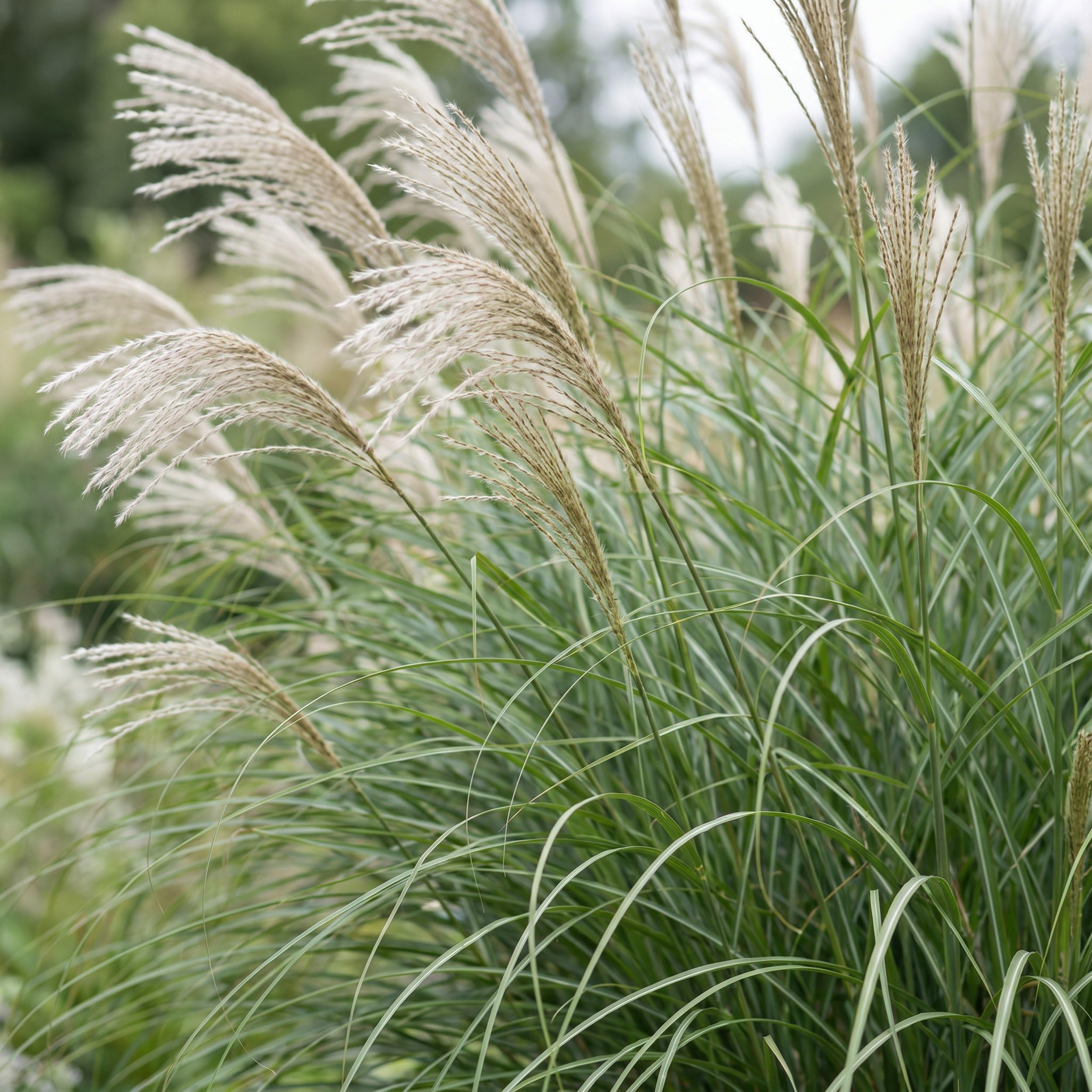 Miscanthus sin. Gracillimus – trawa pampusowa – z kłosami – zielona – 6 roślin - 15-25cm - Ø11cm - Roślina ogrodowa
