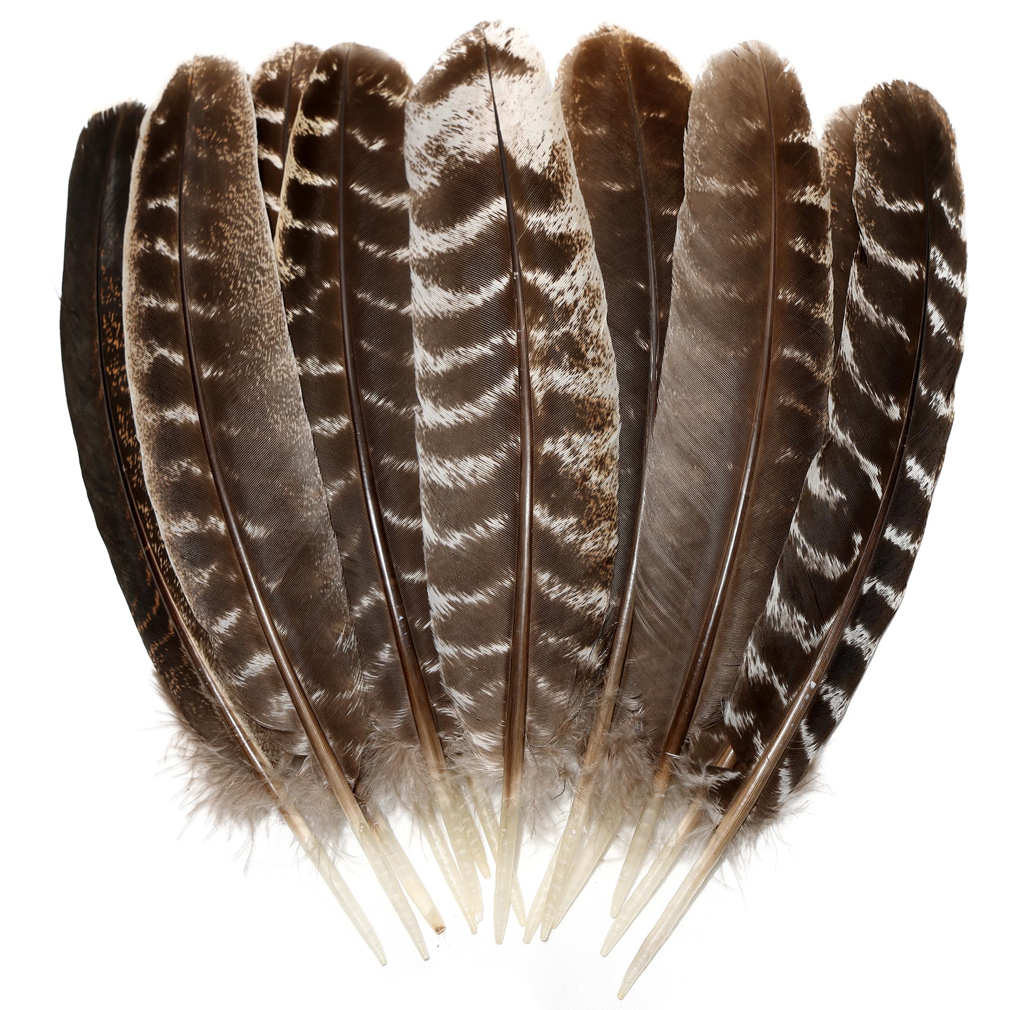 Natural Wild Turkey Feathers Wing 8-10inch (20-25cm) for Crafts DIY Home Wedding Party Halloween Decoration Feathers (20pcs)
