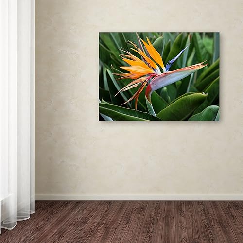 Miniatura 3 de Bird of Paradise por Pierre Leclerc, arte de pared en lienzo de 22 x 32 pulgadas